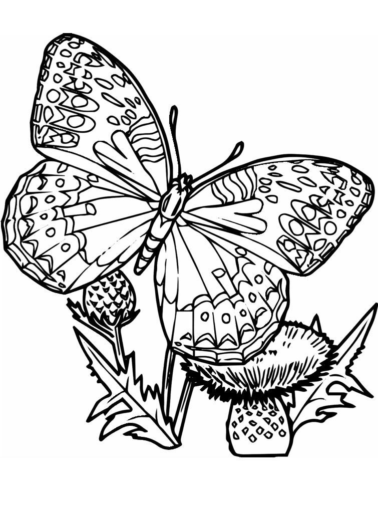 Butterflies Coloring Pages Free Printable Butterfly C Vrogue co