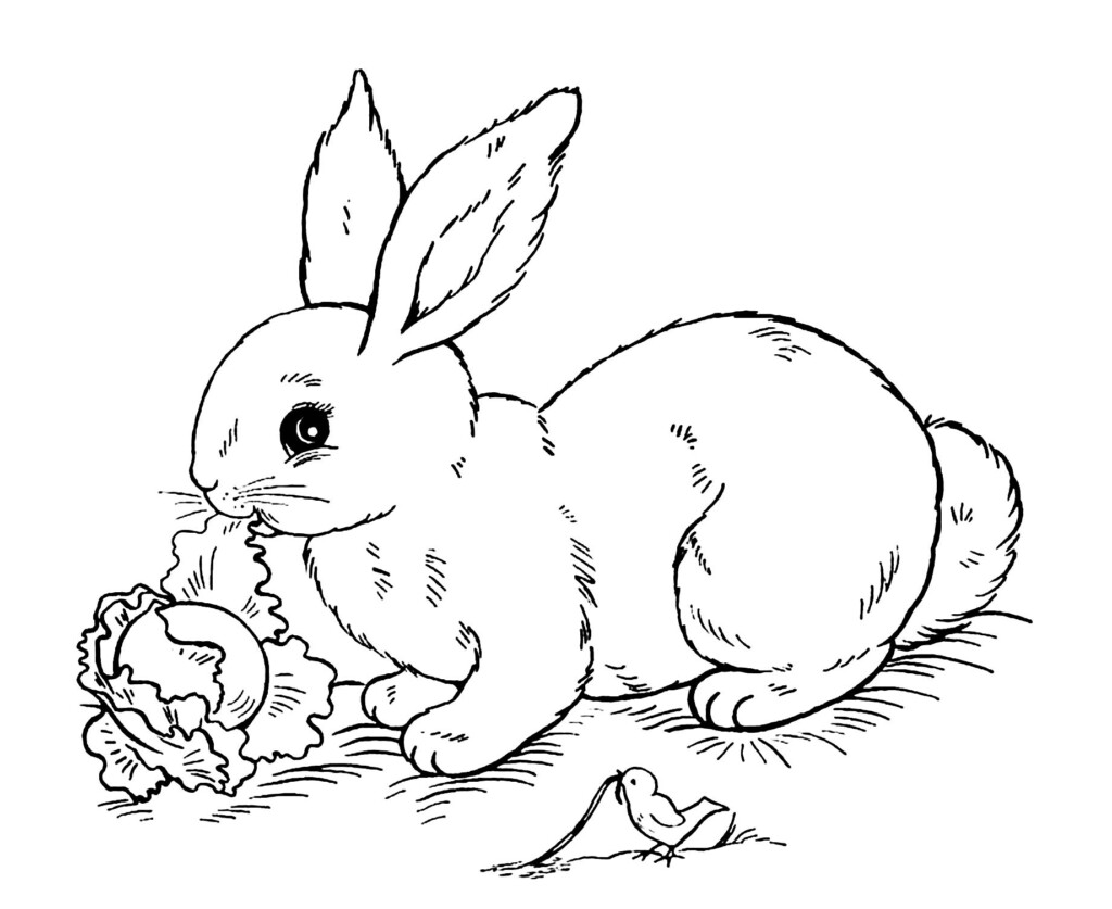 Coloring Pages Printable Bunny
