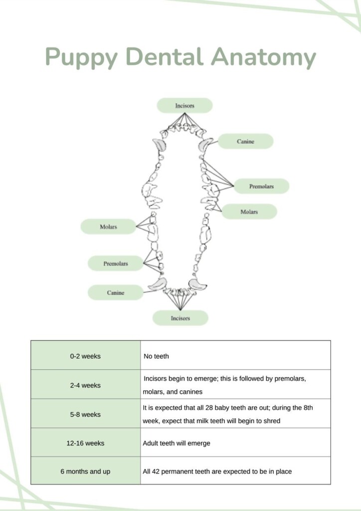 Free Printable Canine Dental Record FREE Printables