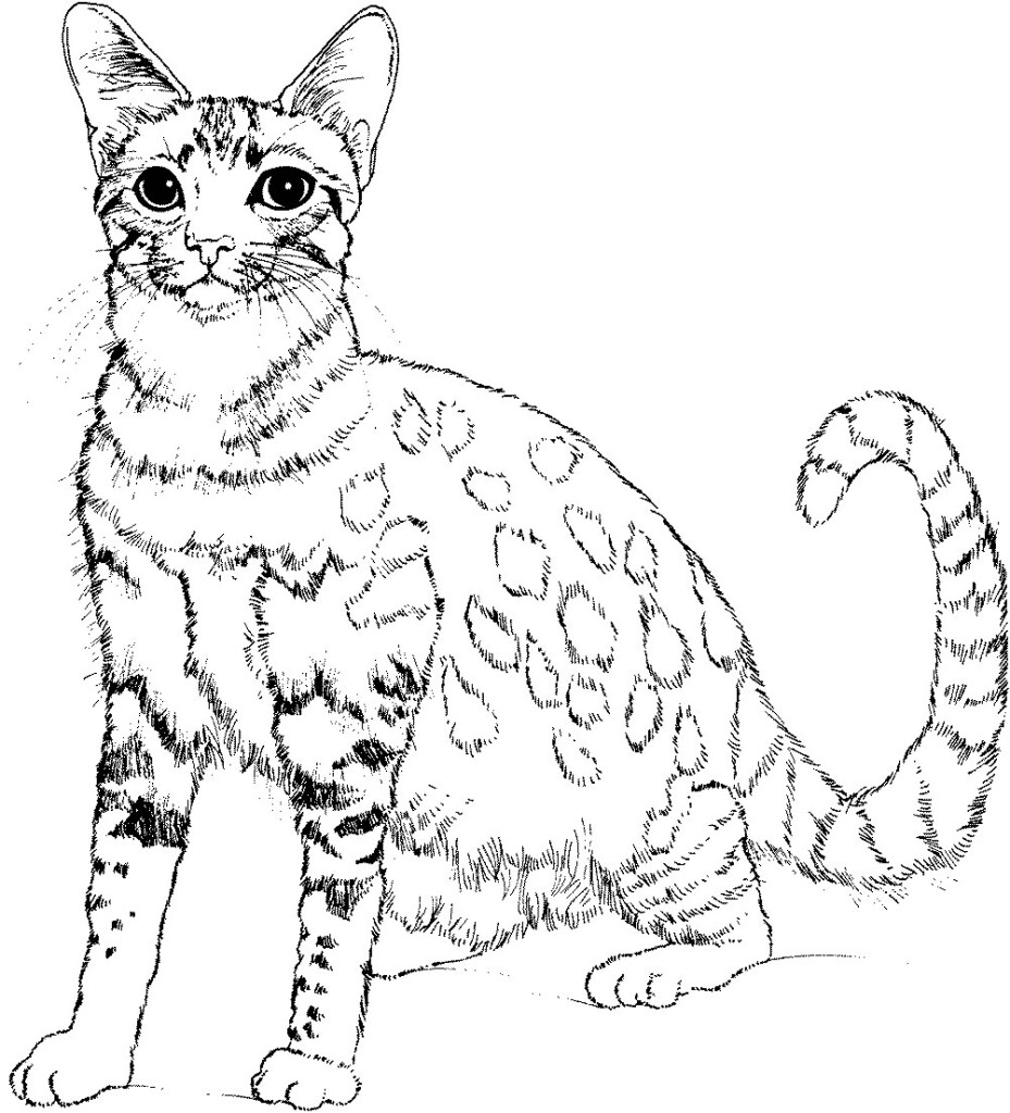 Free Printable Cat Coloring Pages