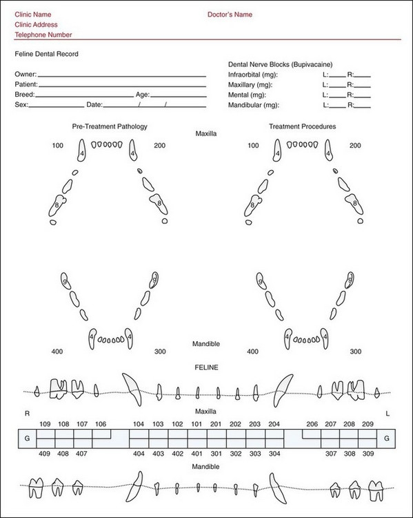 Printable Canine Dental Chart Vrogue co