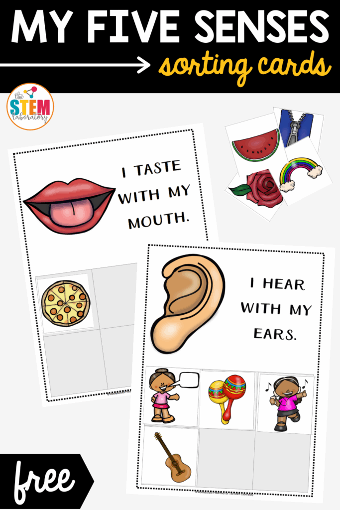 My Five Senses Sorting Cards The Stem Laboratory